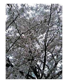芝　サクラ.jpg